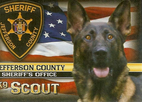 Retired K9 Scout